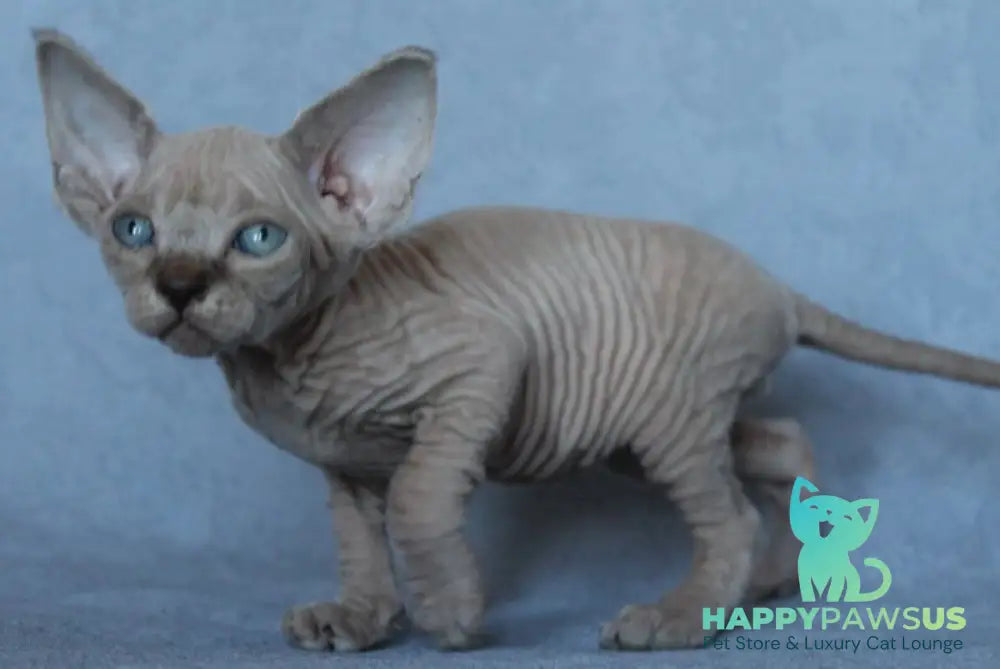 Benny Canadian Sphynx male black pointed - live animals
