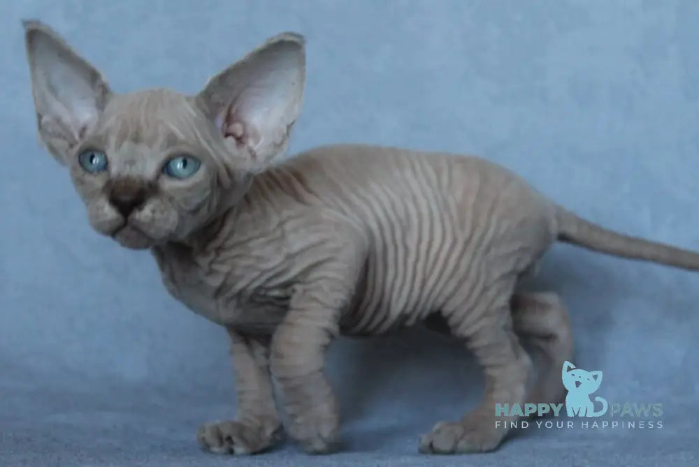 Benny Canadian Sphynx male black pointed - live animals