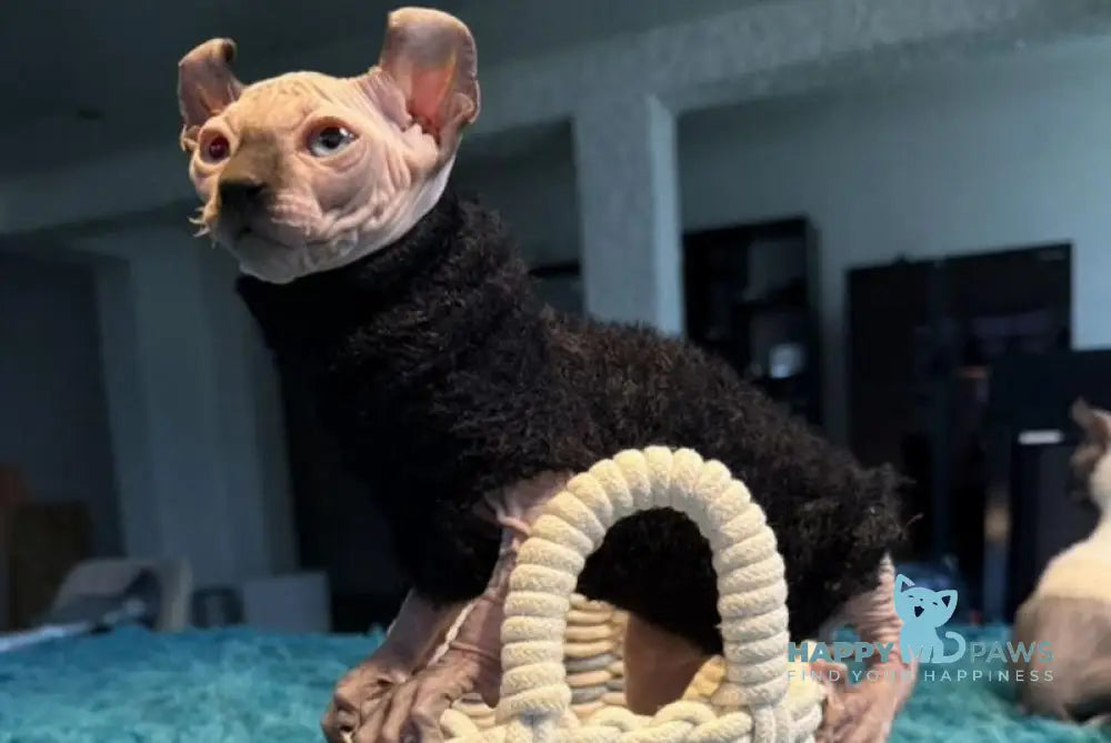 Boris Elf male black mink live animals