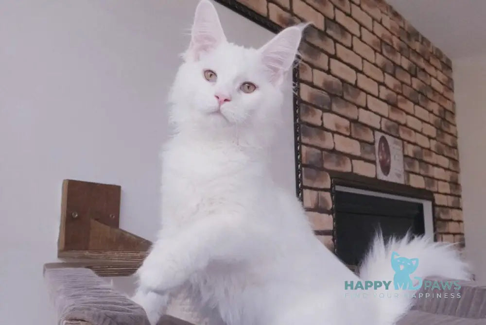 Benny Maine Coon male white live animals