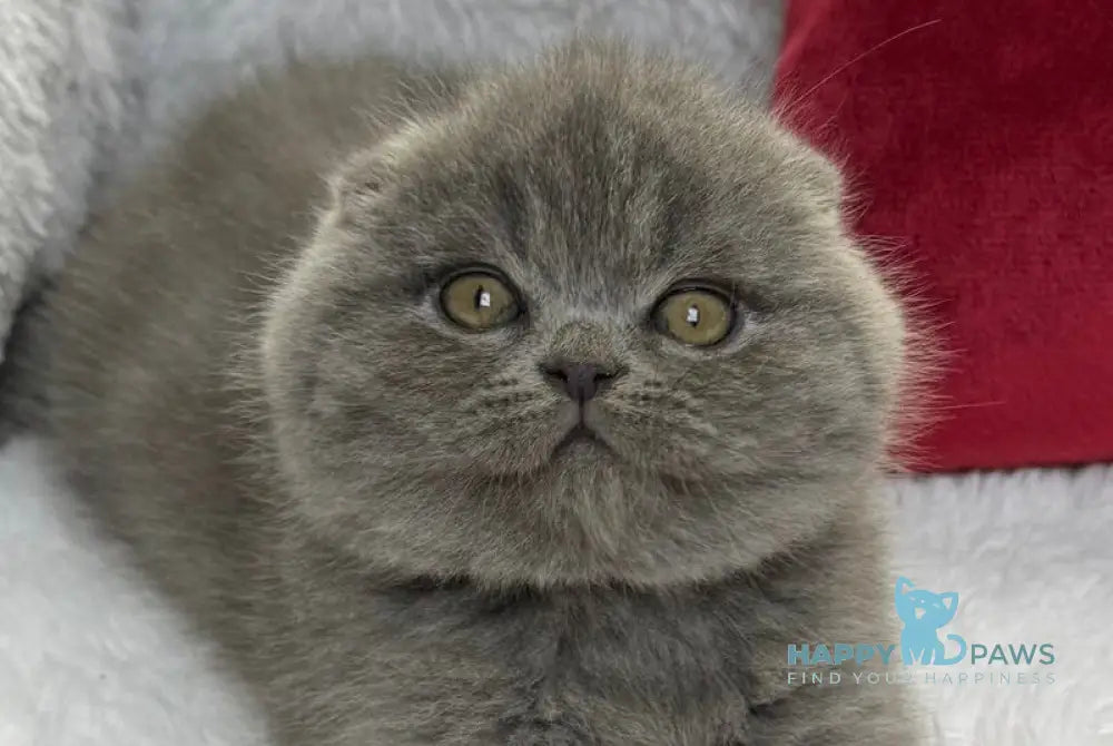 Benny Scottish Fold male blue live animals