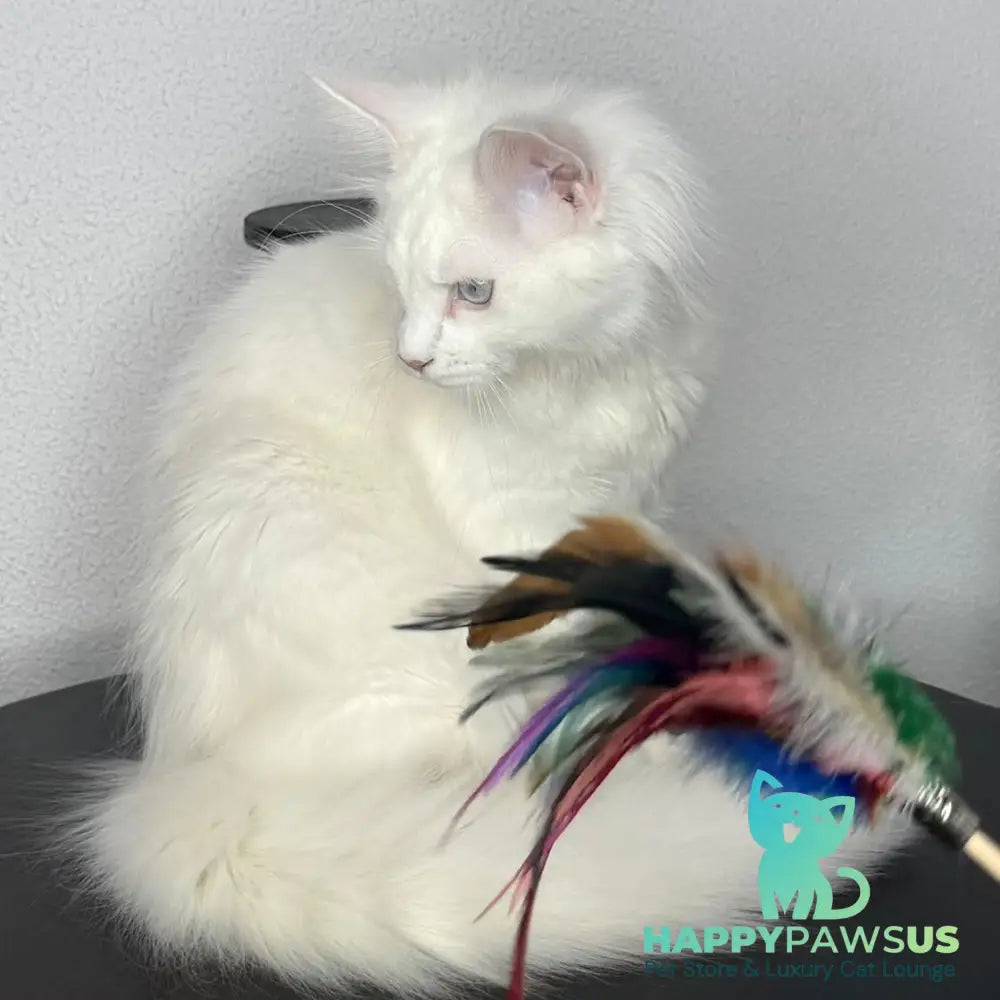 Bentley Maine Coon female white - live animals