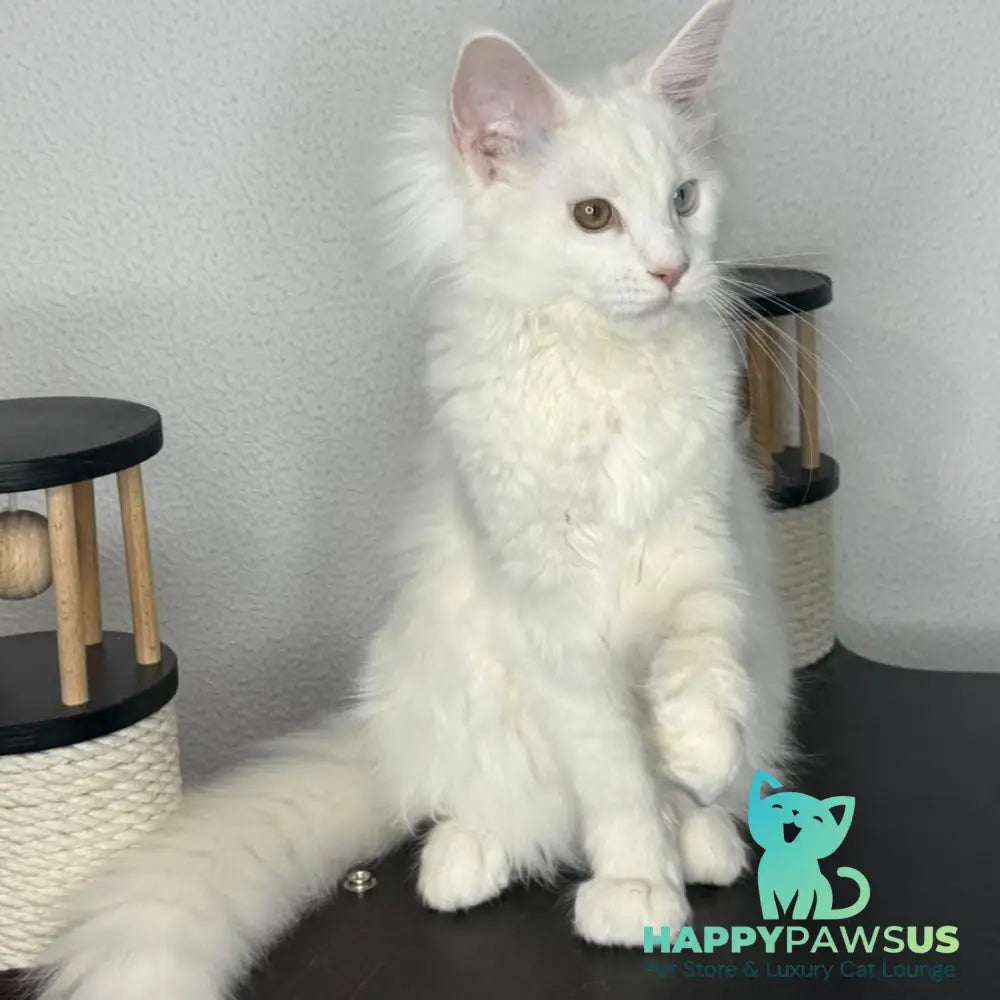 Bentley Maine Coon female white - live animals
