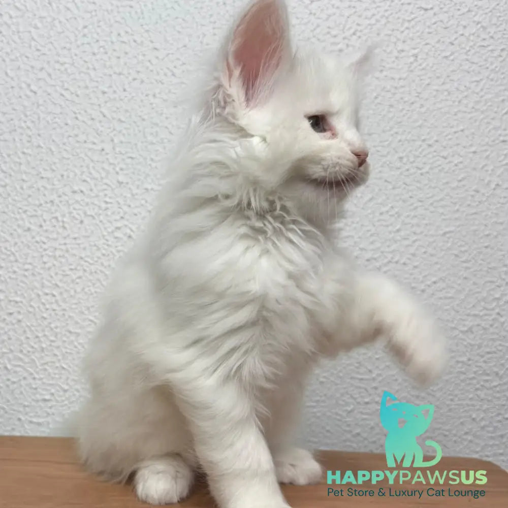 Bentley Maine Coon female white - live animals