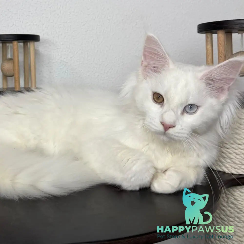 Bentley Maine Coon female white - live animals