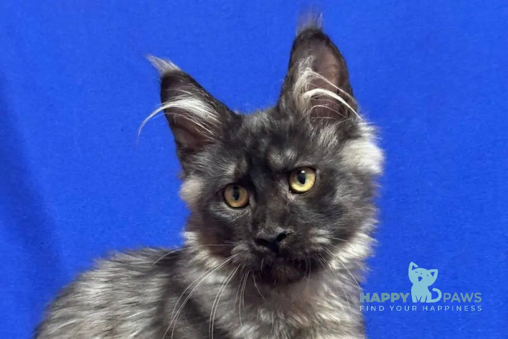 Bentley Maine Coon male black silver live animals