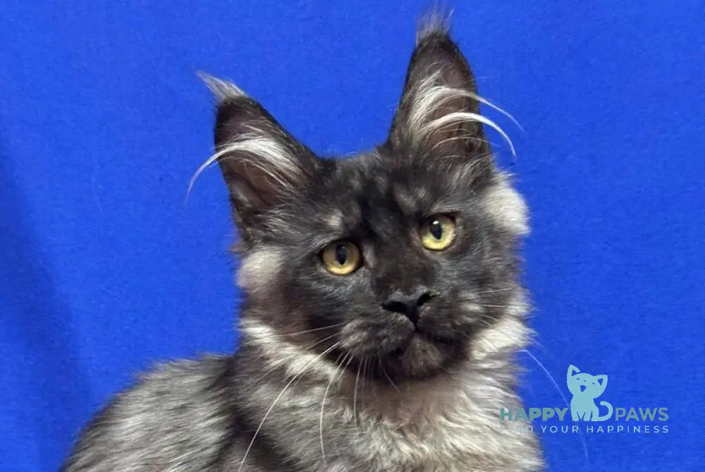 Bentley Maine Coon male black silver live animals