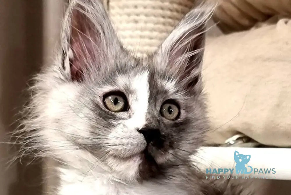 Berna Maine Coon female black tortie silver live animals