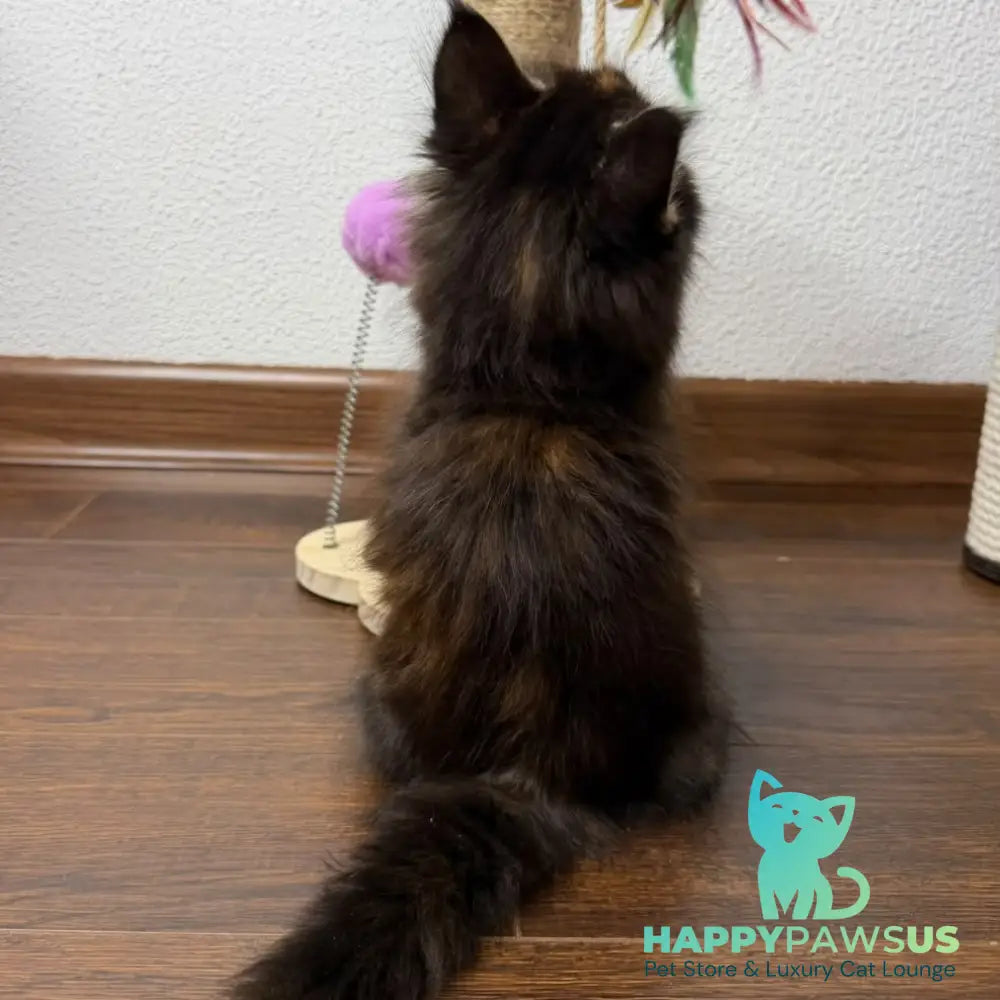 Bernadette Maine Coon female black tortie tabby - live animals