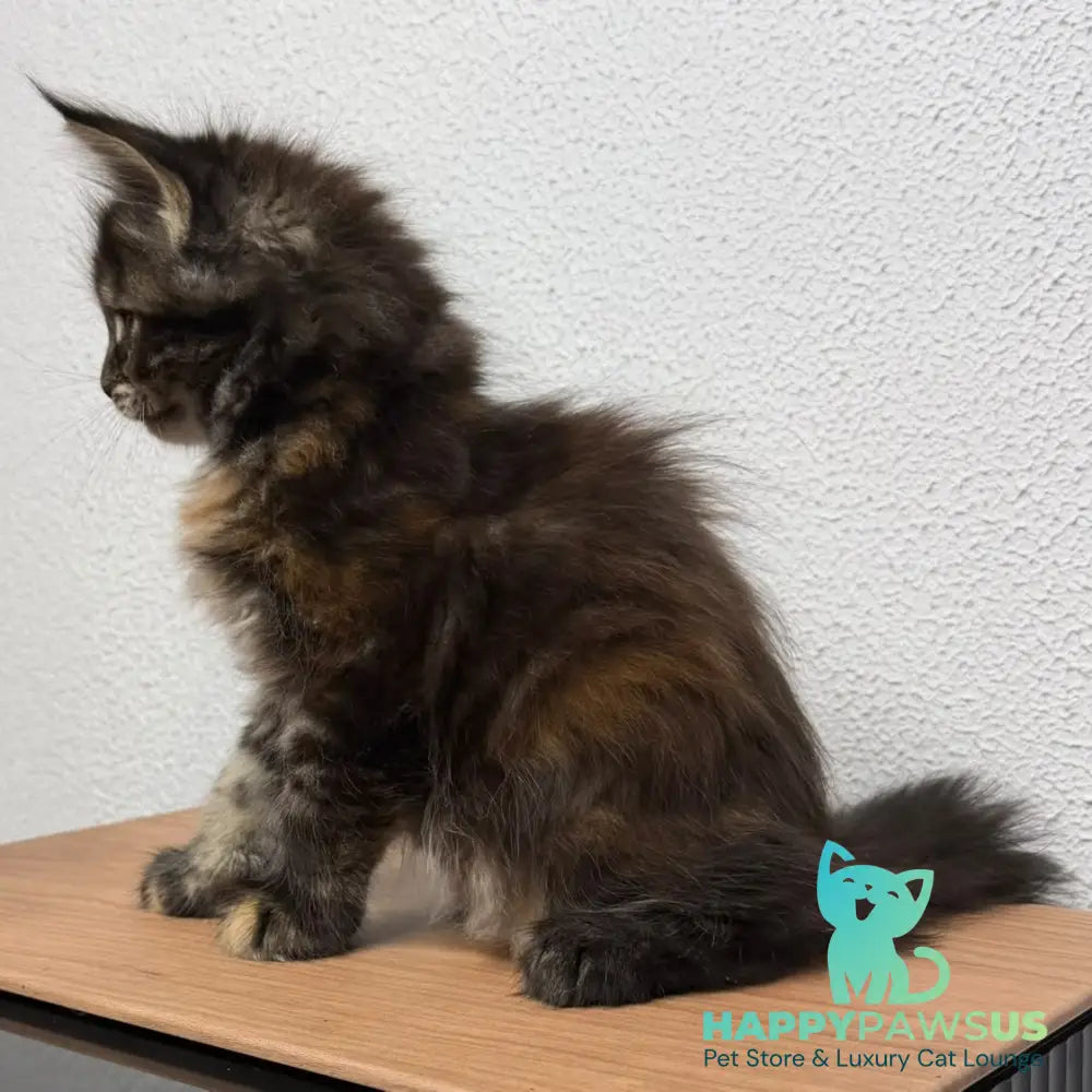 Bernadette Maine Coon female black tortie tabby - live animals