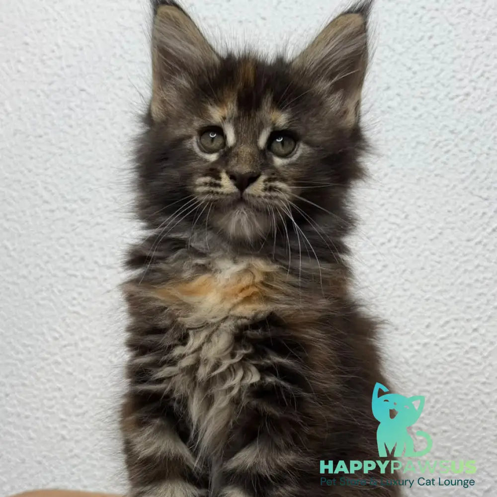 Bernadette Maine Coon female black tortie tabby - live animals