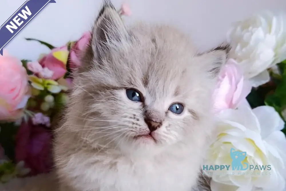 Bernard Siberian male black tabby pointed live animals