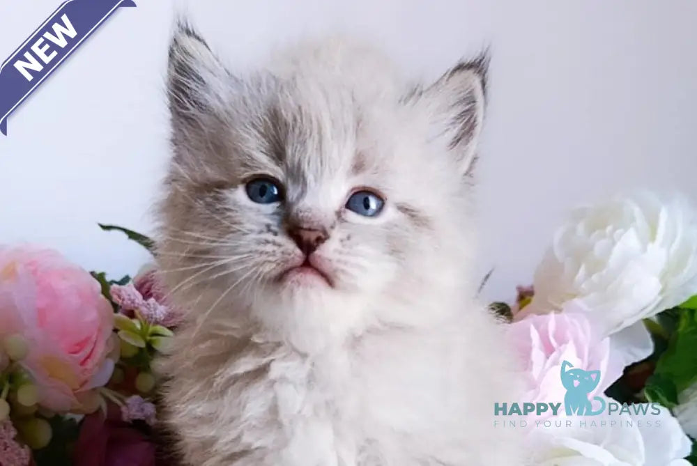 Bernard Siberian male black tabby pointed live animals