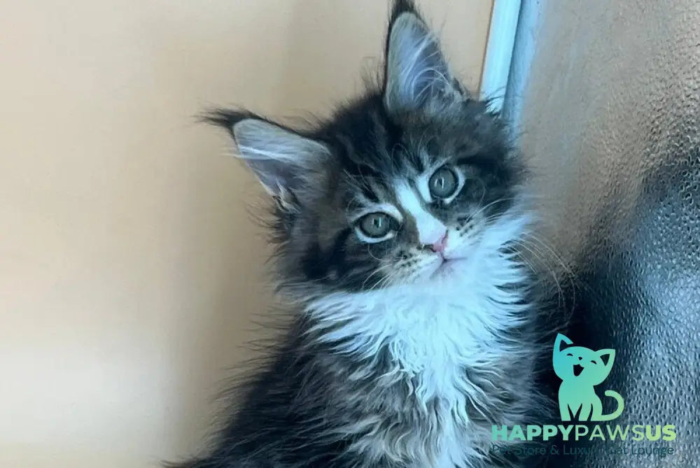 Bershka Maine Coon female black tortie tabby bicolour - live animals