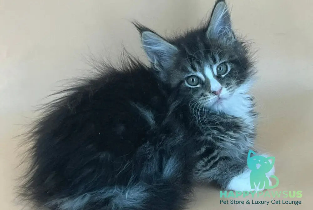 Bershka Maine Coon female black tortie tabby bicolour - live animals