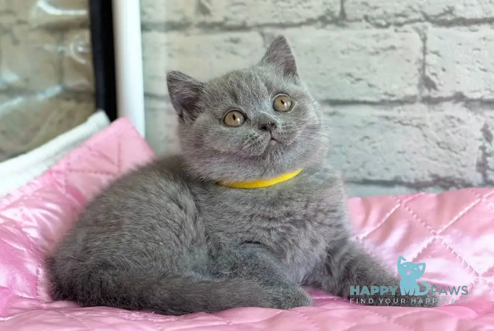 Berta British Shorthair female blue live animals