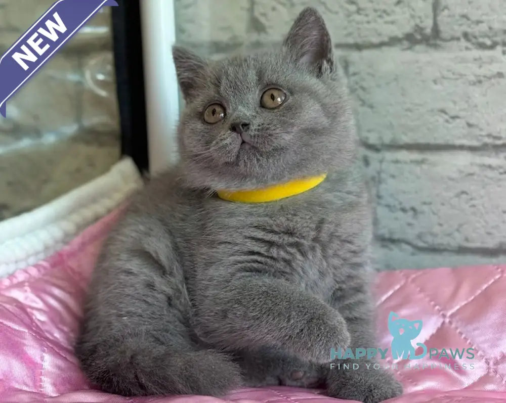 Berta British Shorthair female blue live animals