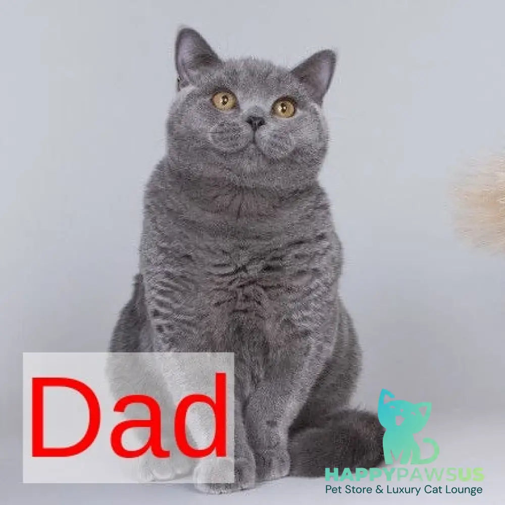 Berta British Shorthair female lilac - live animals
