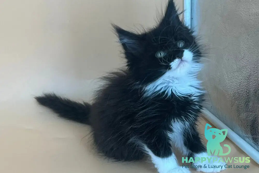Berta Maine Coon female black bicolour - live animals