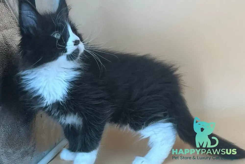 Berta Maine Coon female black bicolour - live animals