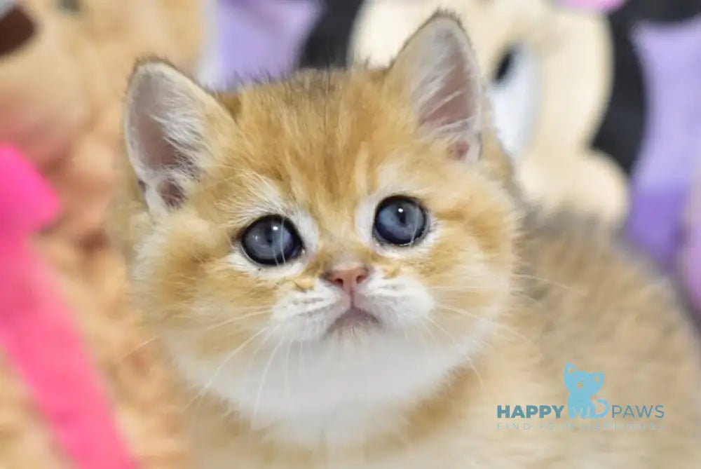 Best British Shorthair male black golden ticked tabby live animals