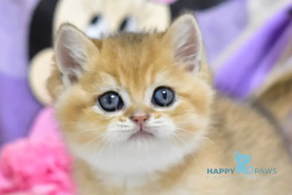 Best British Shorthair male black golden ticked tabby live animals