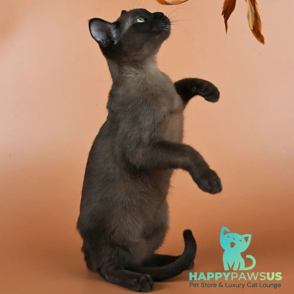 Best Burmese male black - live animals