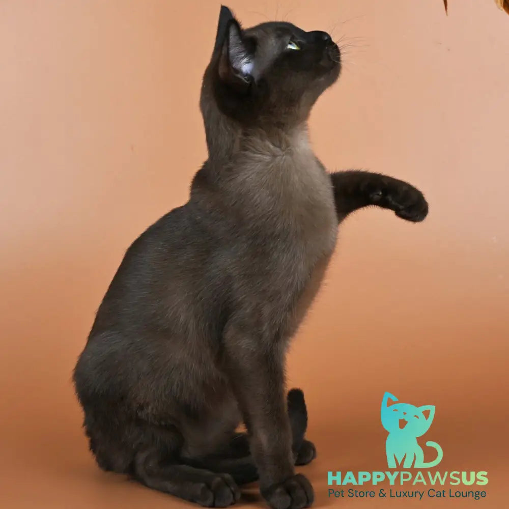 Best Burmese male black - live animals