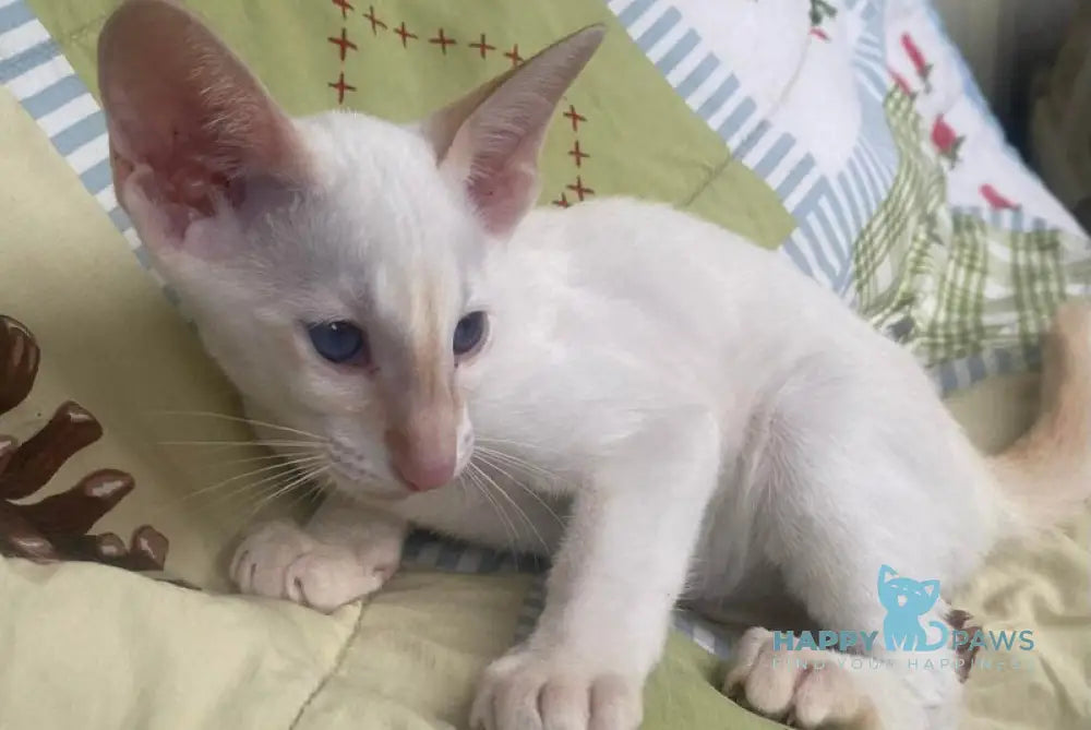 Best Siamese male red tabby pointed live animals