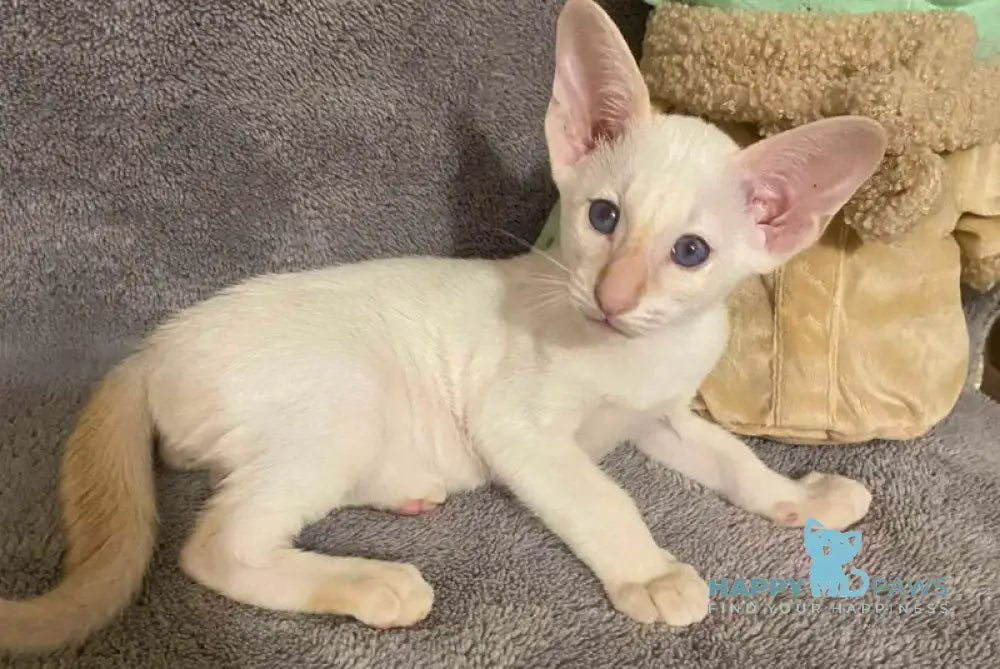 Best Siamese male red tabby pointed live animals