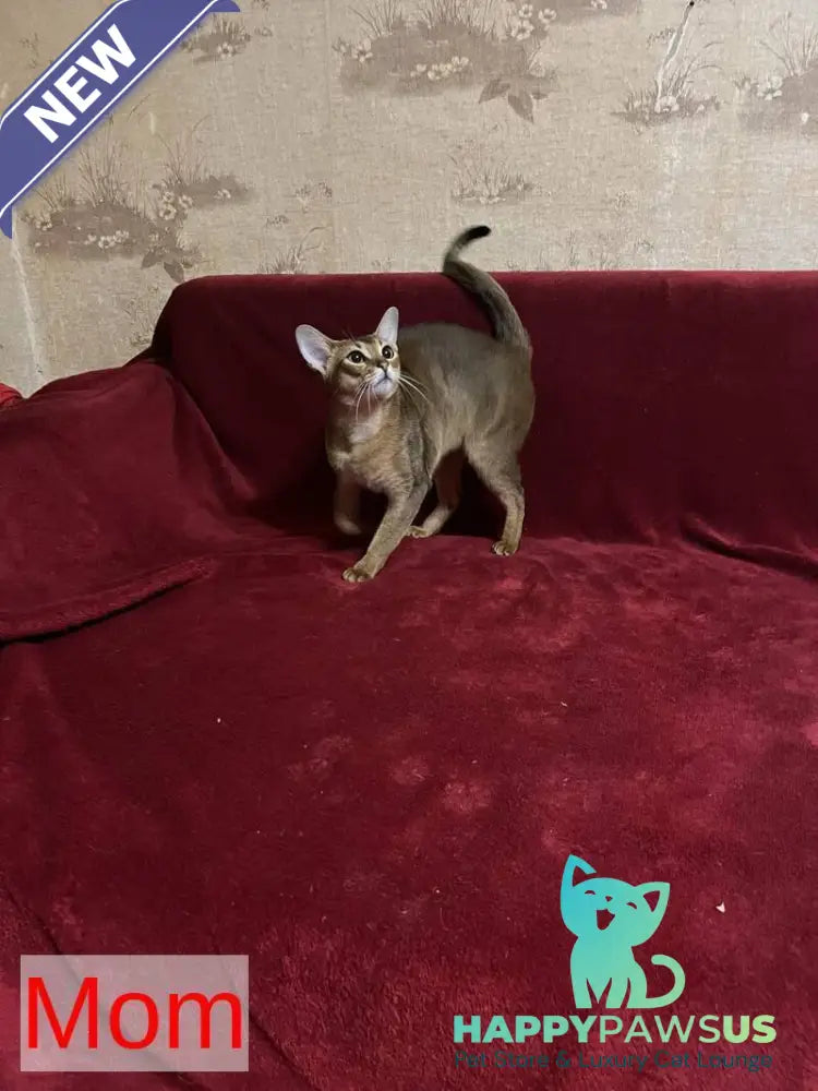 Betti Abyssinian female black - live animals