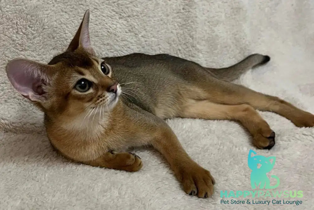 Betti Abyssinian female black - live animals