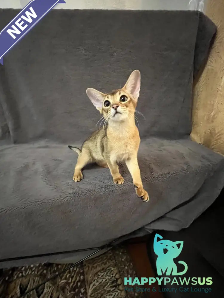 Betti Abyssinian female black - live animals