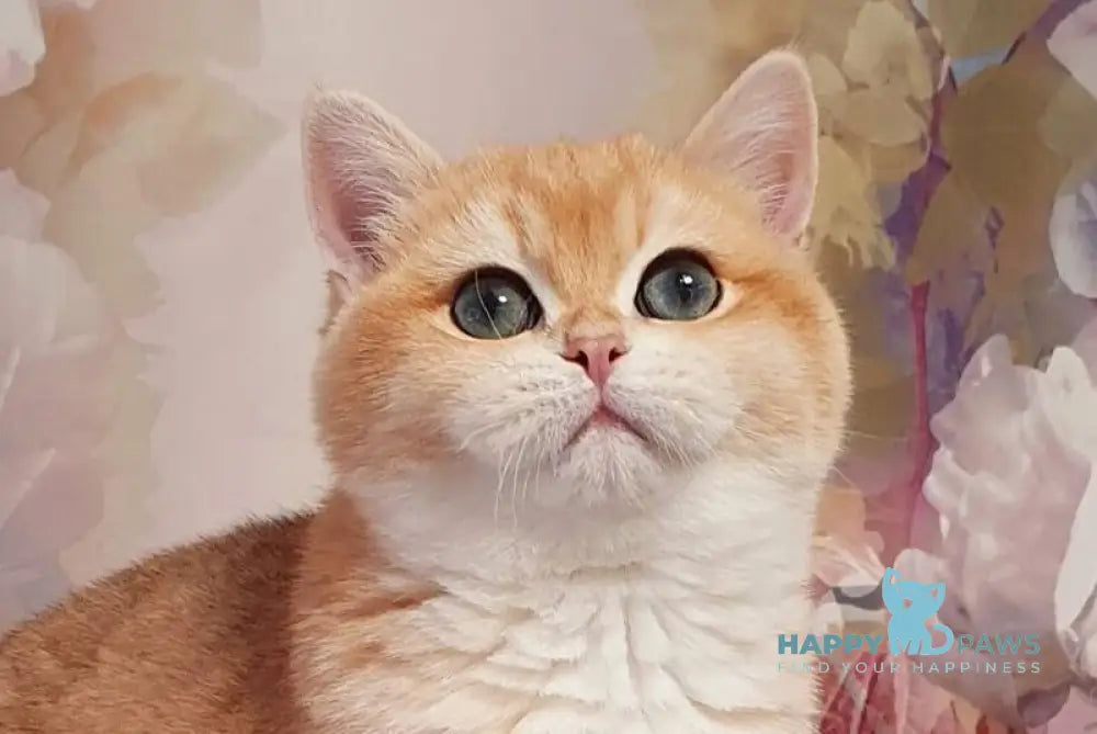 Betti British Shorthair female black golden chinchilla live animals