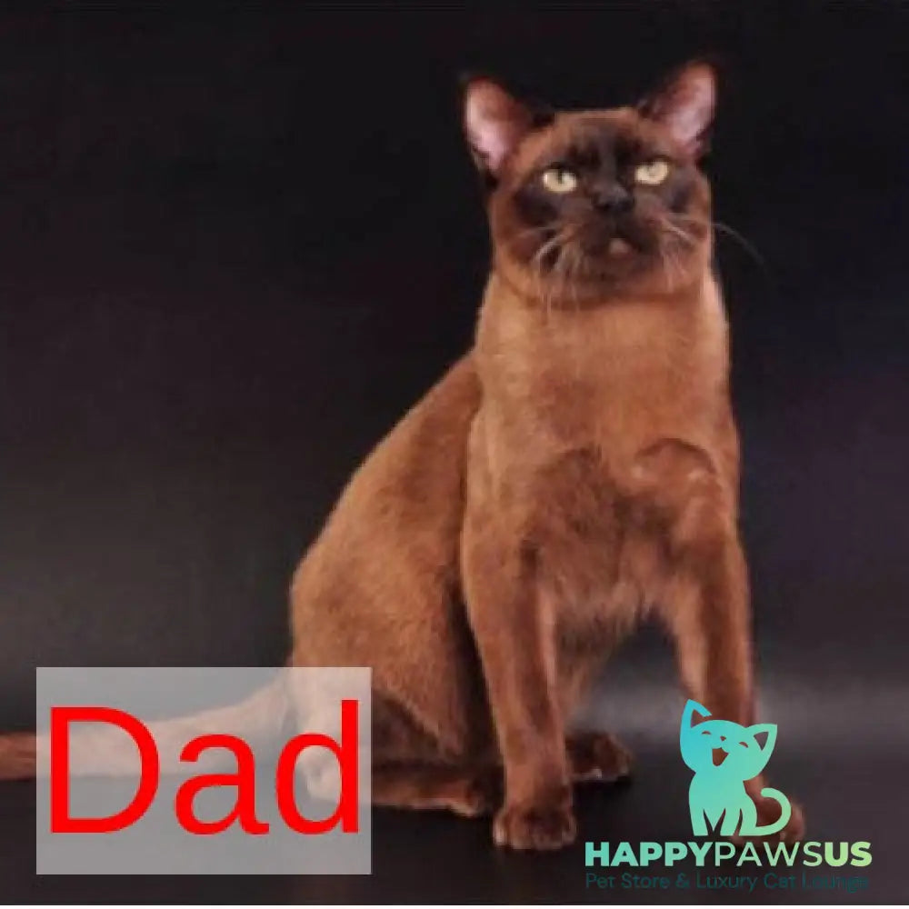 Betti Burmese female black - live animals