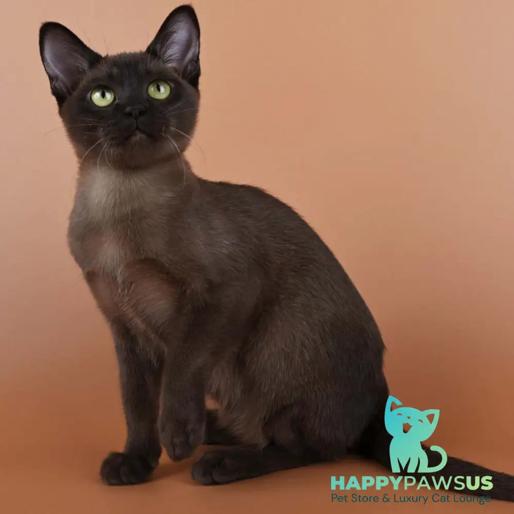 Betti Burmese female black - live animals