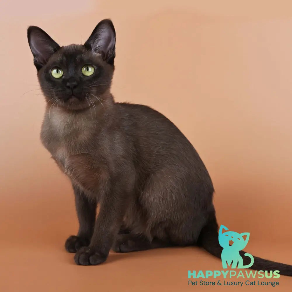 Betti Burmese female black - live animals