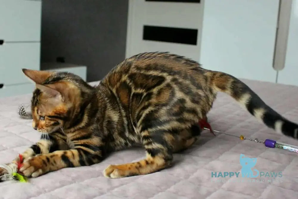 Betty Bengal female black spotted tabby live animals