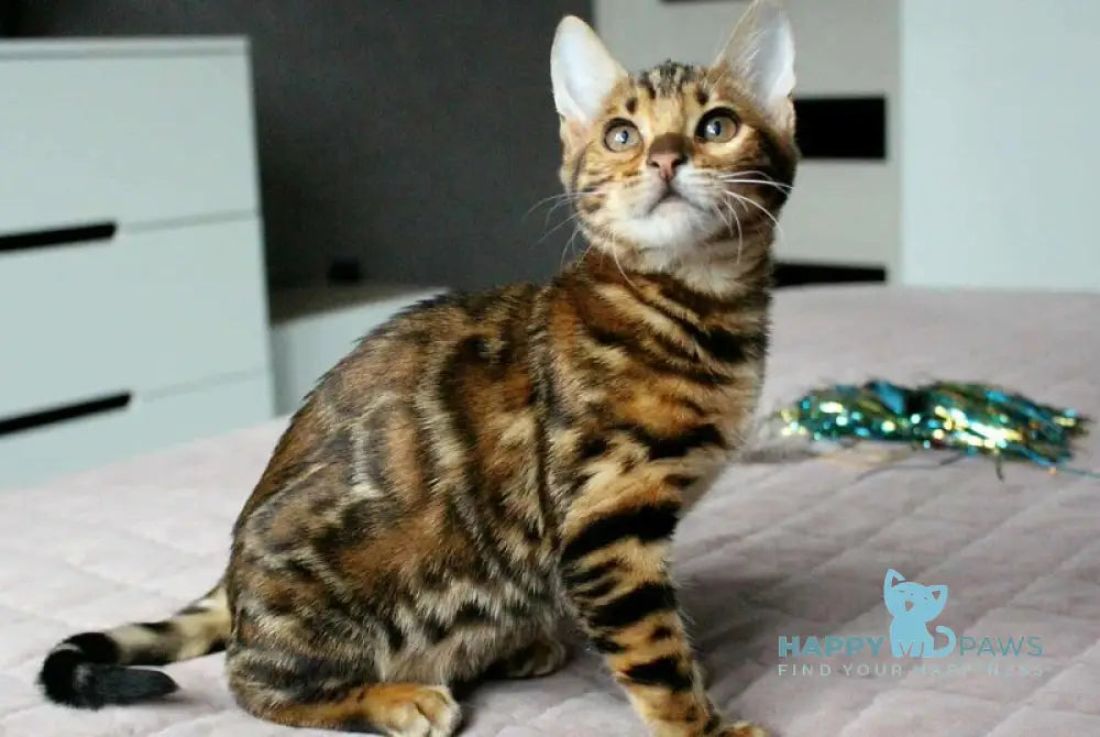 Betty Bengal female black spotted tabby live animals
