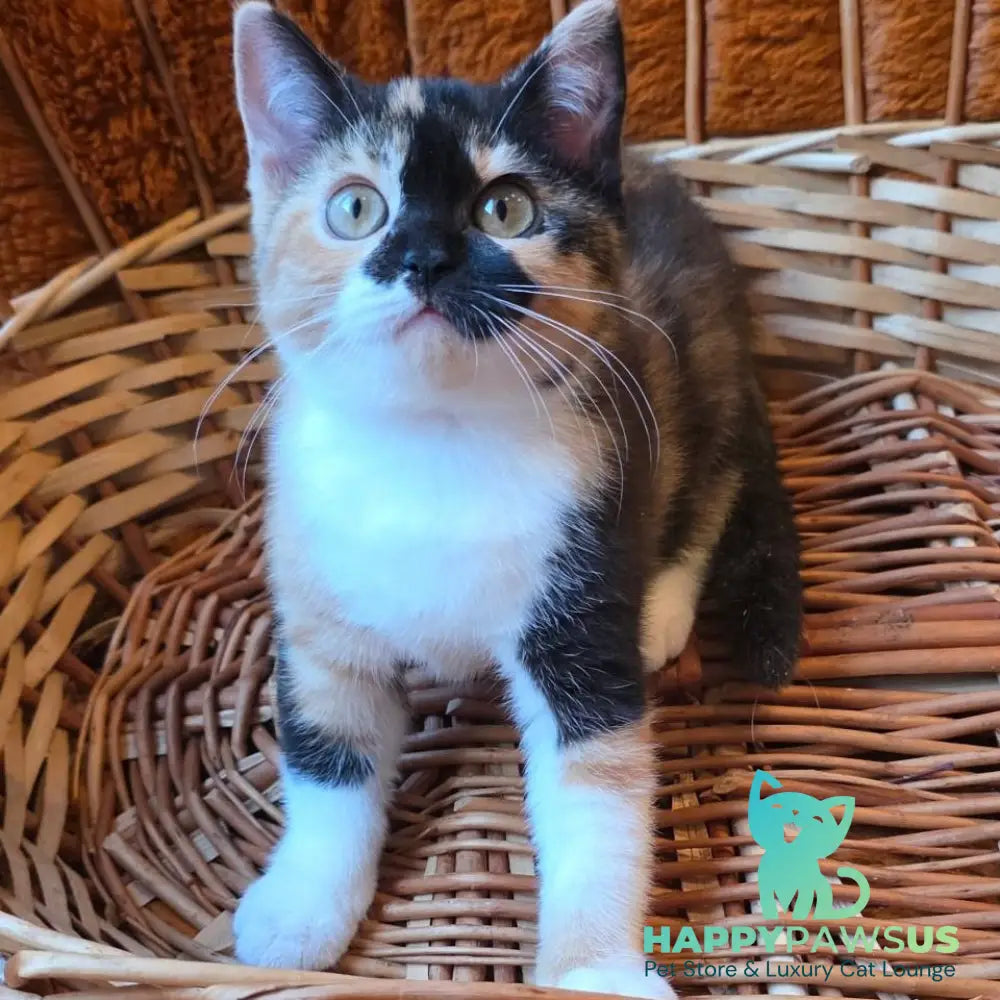 Betty British Shorthair female black tortie bicolour - live animals