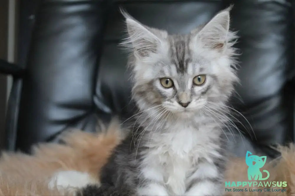 Betty Maine Coon female blue silver tabby - live animals