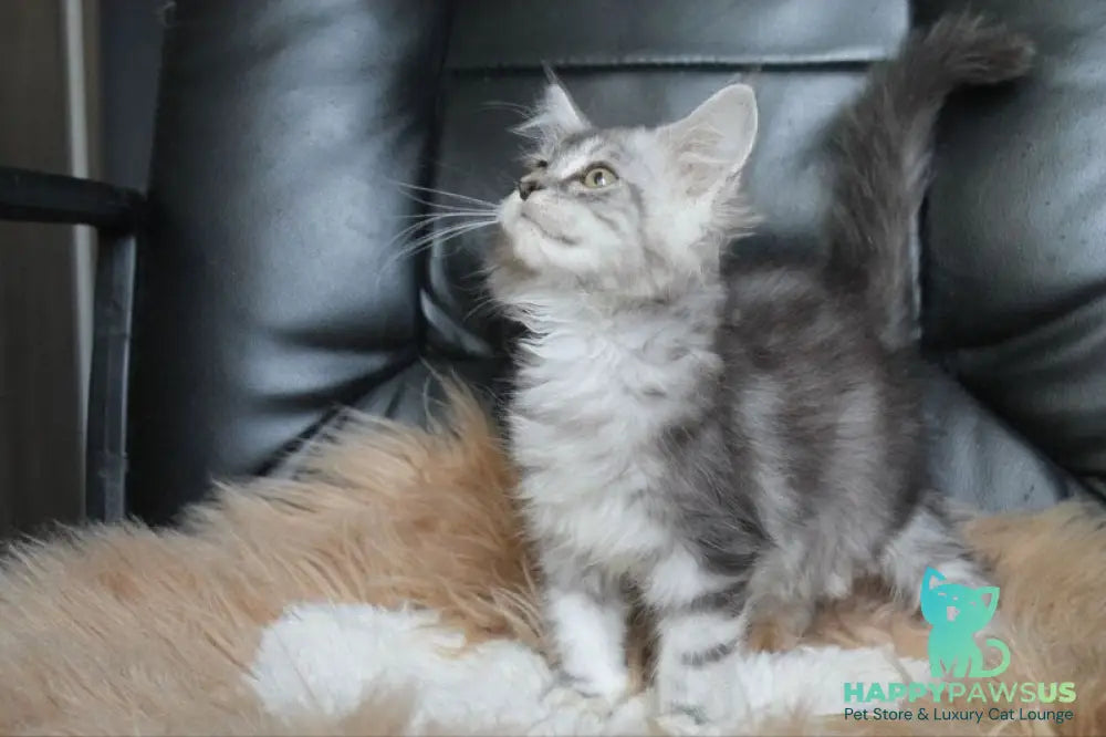 Betty Maine Coon female blue silver tabby - live animals