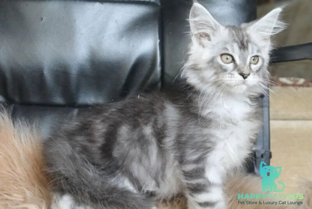 Betty Maine Coon female blue silver tabby - live animals