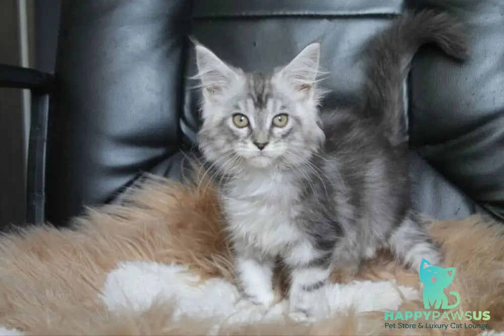 Betty Maine Coon female blue silver tabby - live animals