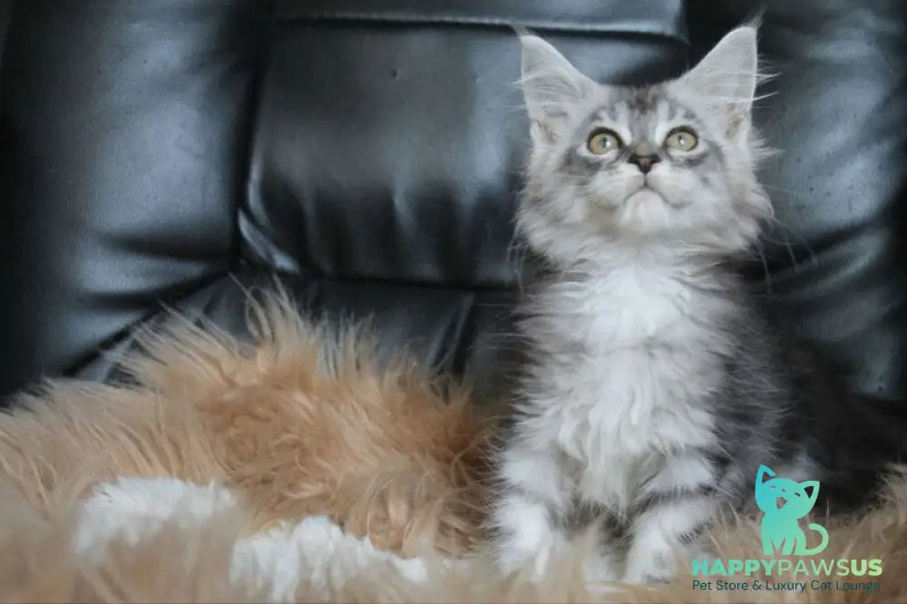 Betty Maine Coon female blue silver tabby - live animals