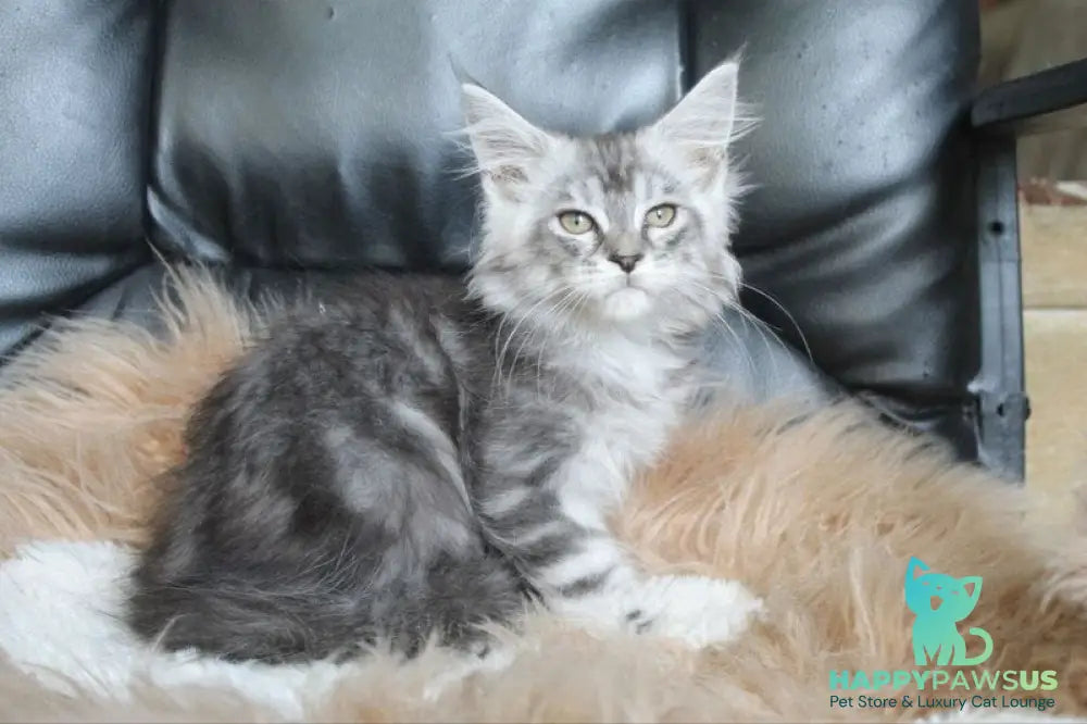 Betty Maine Coon female blue silver tabby - live animals