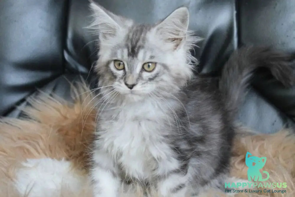 Betty Maine Coon female blue silver tabby - live animals