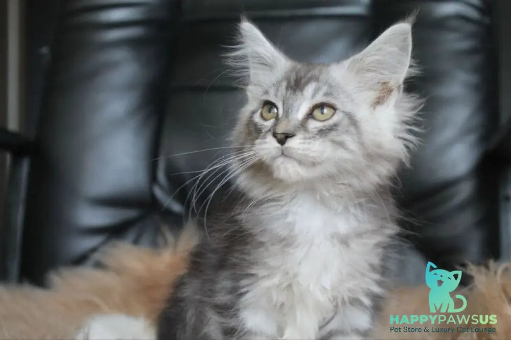 Betty Maine Coon female blue silver tabby - live animals