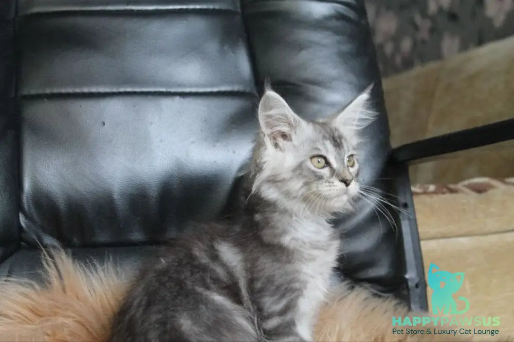 Betty Maine Coon female blue silver tabby - live animals