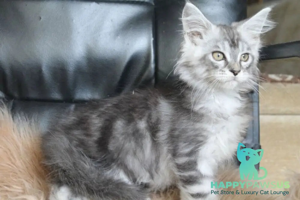 Betty Maine Coon female blue silver tabby - live animals